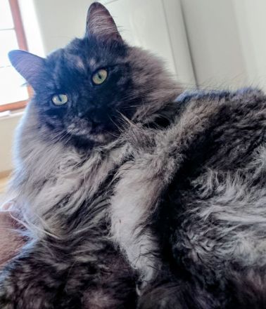 Rassiger Rassekater langhaarig Bobtail von der Insel