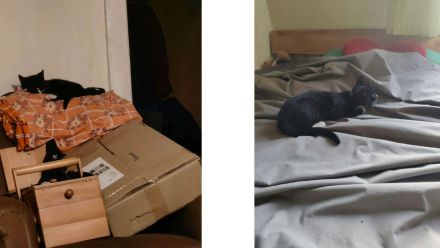 2 Kitten suchen ab sofort ein neues Zuhause
