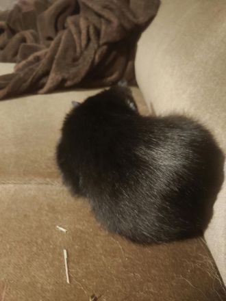 2 Kitten suchen ab sofort ein neues Zuhause
