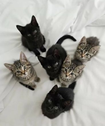 Bestens sozialisierte Familien-Kitten suchen ein Zuhause!