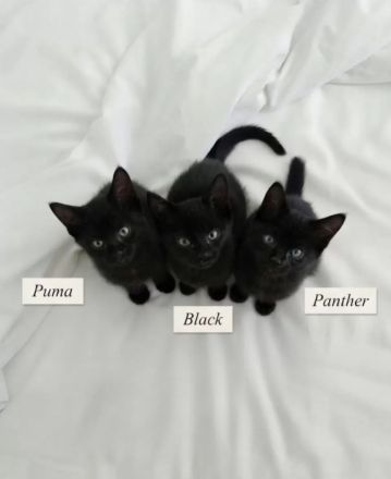 Bestens sozialisierte Familien-Kitten suchen ein Zuhause!