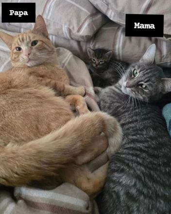 Bestens sozialisierte Familien-Kitten suchen ein Zuhause!