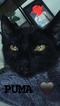 Bestens sozialisierte Familien-Kitten suchen ein Zuhause!