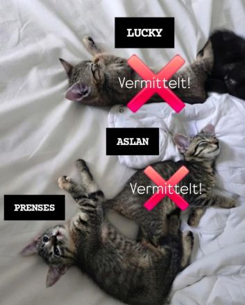Bestens sozialisierte Familien-Kitten suchen ein Zuhause!