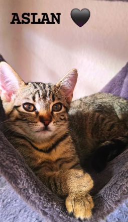 Bestens sozialisierte Familien-Kitten suchen ein Zuhause!