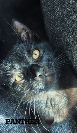 Bestens sozialisierte Familien-Kitten suchen ein Zuhause!
