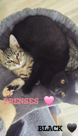 Bestens sozialisierte Familien-Kitten suchen ein Zuhause!