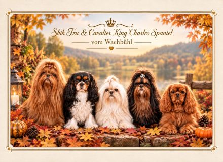Shih-Tzu-vom-Wachbuehl.com