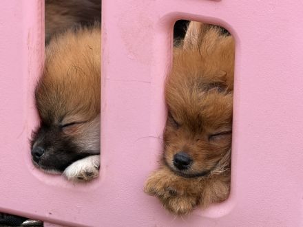 Vier kleine Zwergspitze suchen ihr Zuhause - abgabebereit
