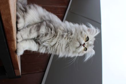 Perserkater