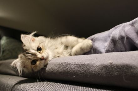 Perserkater