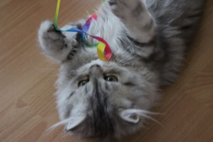 Perserkater