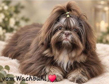 Wunderschöne Shih Tzu Junghündin mit Ahnentafel
