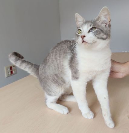 Romeo, ein so lieber Kater, wartet auf Menschen, die ihm ein Heim schenken