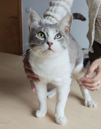 Romeo, ein so lieber Kater, wartet auf Menschen, die ihm ein Heim schenken