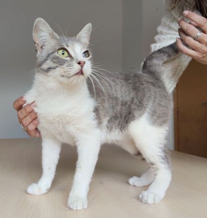 Romeo, ein so lieber Kater, wartet auf Menschen, die ihm ein Heim schenken