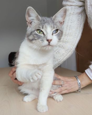 Romeo, ein so lieber Kater, wartet auf Menschen, die ihm ein Heim schenken