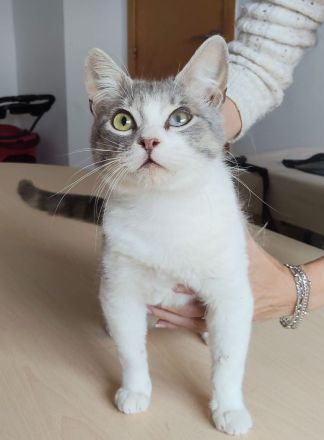 Romeo, ein so lieber Kater, wartet auf Menschen, die ihm ein Heim schenken