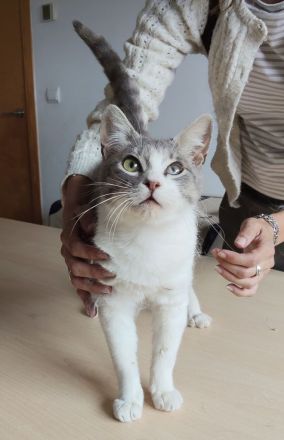 Romeo, ein so lieber Kater, wartet auf Menschen, die ihm ein Heim schenken
