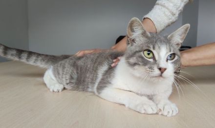 Romeo, ein so lieber Kater, wartet auf Menschen, die ihm ein Heim schenken