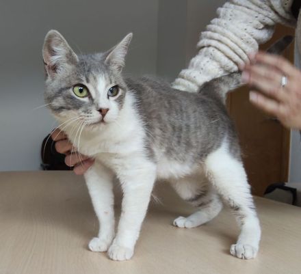 Romeo, ein so lieber Kater, wartet auf Menschen, die ihm ein Heim schenken