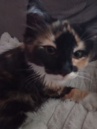 Junge weibliche Katze
