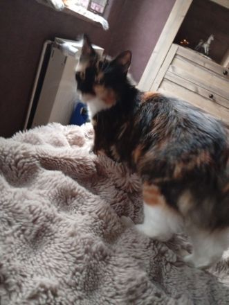 Junge weibliche Katze