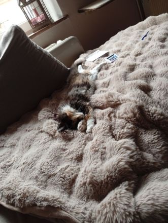 Junge weibliche Katze