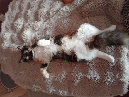 Junge weibliche Katze