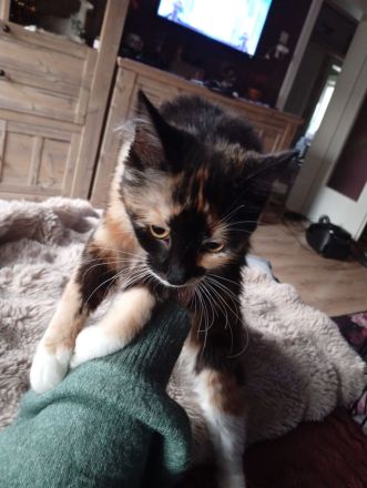 Junge weibliche Katze