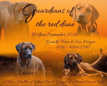 Rhodesian Ridgeback Welpen
