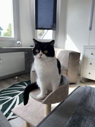 Zwei liebevolle BKH-Schwestern suchen ein neues Zuhause