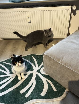 Zwei liebevolle BKH-Schwestern suchen ein neues Zuhause