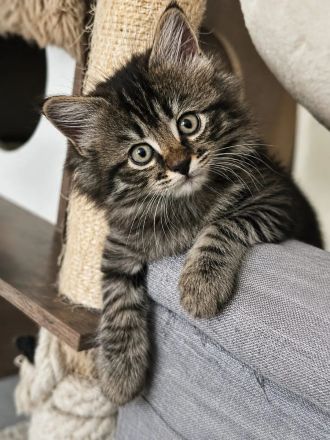BKH&BLH Kitten Silber Tabby(Marmor)&Grau Whiskas Muster