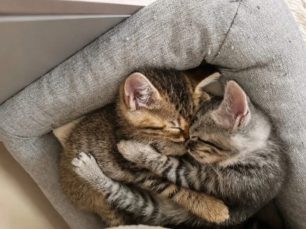 BKH&BLH Kitten Silber Tabby(Marmor)&Grau Whiskas Muster