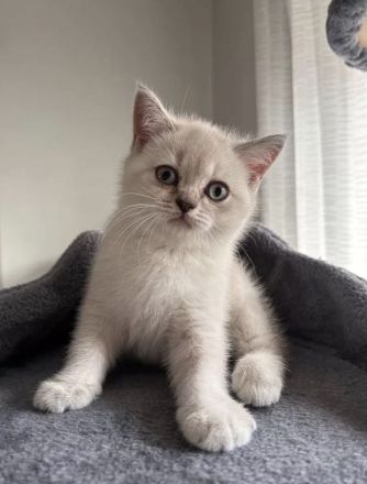 BKH-Kitten suchen ein Zuhause und sind ab sofort abgabebereit