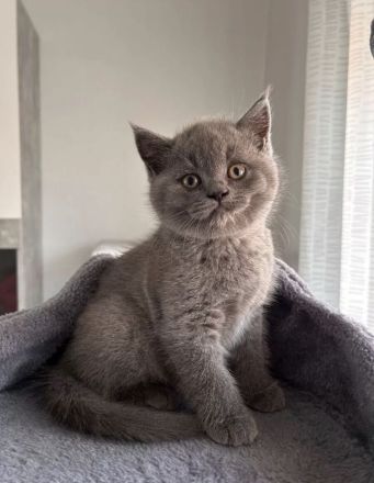 BKH-Kitten suchen ein Zuhause und sind ab sofort abgabebereit