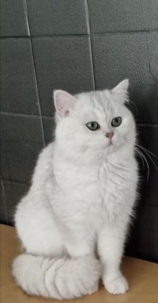 BKH-Kitten suchen ein Zuhause und sind ab sofort abgabebereit