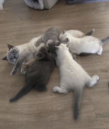 BKH-Kitten suchen ein Zuhause und sind ab sofort abgabebereit