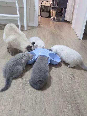 BKH-Kitten suchen ein Zuhause und sind ab sofort abgabebereit