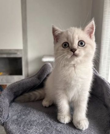 BKH-Kitten suchen ein Zuhause und sind ab sofort abgabebereit