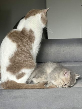 Britisch Kurzhaar Einzigartige Kitten suchen ein tolles Zuhause