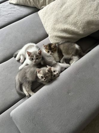 Britisch Kurzhaar Einzigartige Kitten suchen ein tolles Zuhause