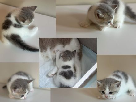 Britisch Kurzhaar Einzigartige Kitten suchen ein tolles Zuhause