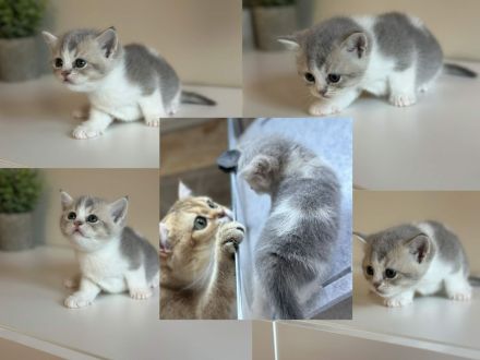 Britisch Kurzhaar Einzigartige Kitten suchen ein tolles Zuhause