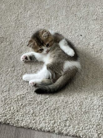 Britisch Kurzhaar Einzigartige Kitten suchen ein tolles Zuhause