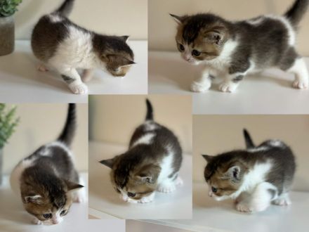 Britisch Kurzhaar Einzigartige Kitten suchen ein tolles Zuhause