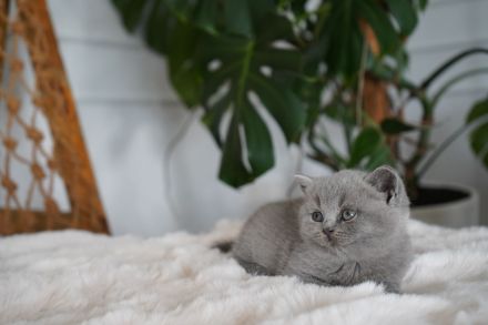 Britisch Kurzhaar BKH Kitten Katzen Blue Blau