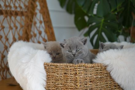 Britisch Kurzhaar BKH Kitten Katzen Blue Blau