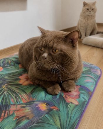 Britisch Kurzhaar BKH Kitten Katzen Blue Blau